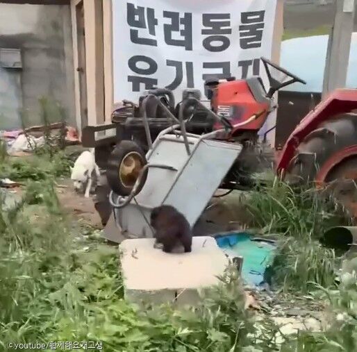떠돌이 개 묶어 놓고 음식물쓰레기 먹이며 불법 도축 의심..항의하자 폭행