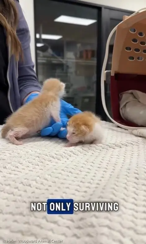 ⓒHelen Woodward Animal Center