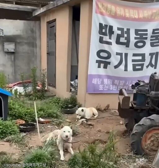 떠돌이 개 묶어 놓고 음식물쓰레기 먹이며 불법 도축 의심..항의하자 폭행