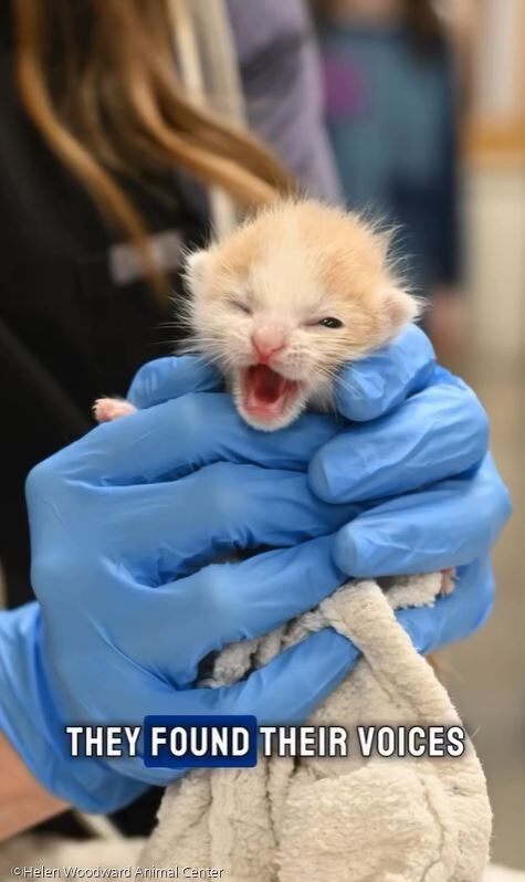 ⓒHelen Woodward Animal Center