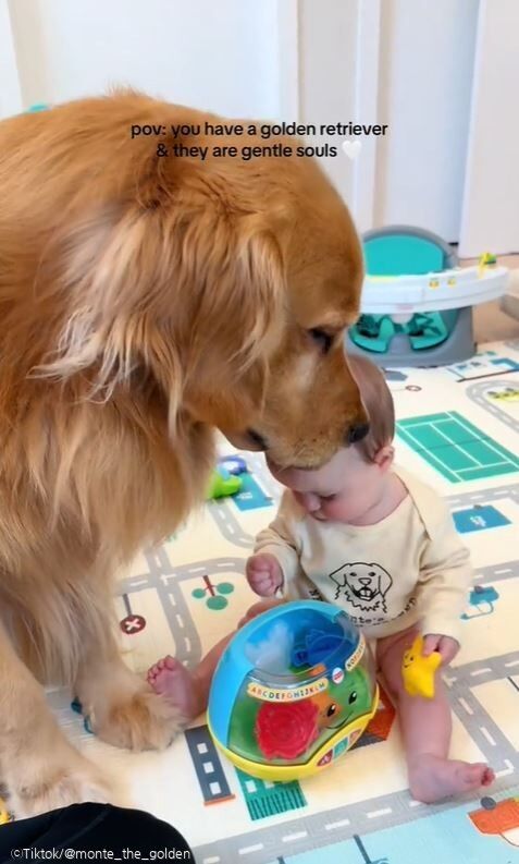 ⓒTiktok/@monte_the_golden