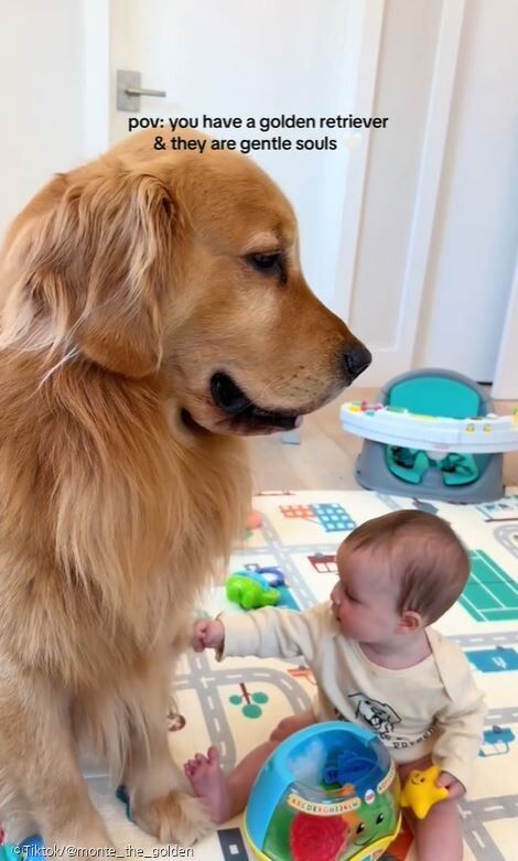 ⓒTiktok/@monte_the_golden