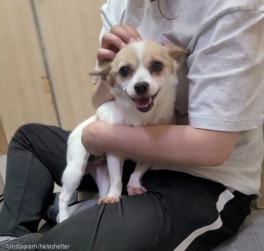 가는 길은 행복할 수 있도록..1년 시한부 강아지의 마지막 가족 찾아요