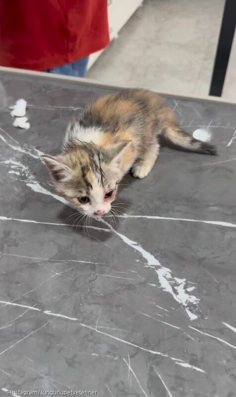 ⓒInstagram/sungurlupetveteriner