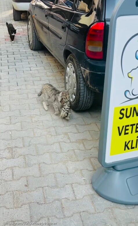 ⓒInstagram/sungurlupetveteriner