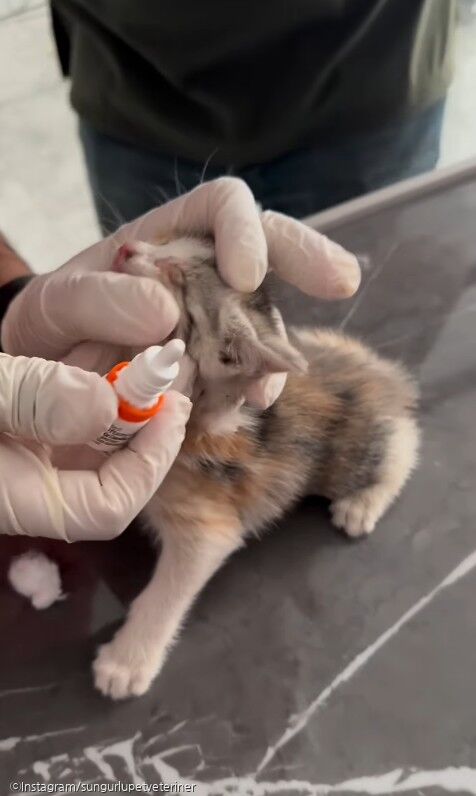 ⓒInstagram/sungurlupetveteriner