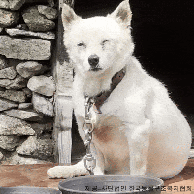 '그렇게 사람 좋아했는데' 현역 군인 비비탄총 난사에 극심한 트라우마..1마리 숨져