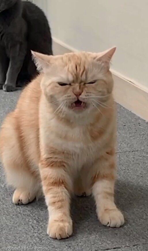 사료 던져주면 입으로 받아먹는 고양이 '진짜 빠르네'