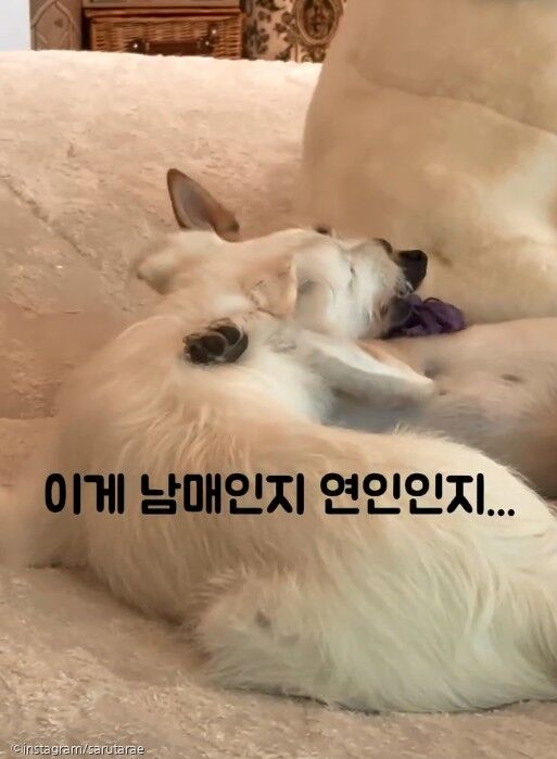 '임시 보호하면서 펑펑 울어..' 견주가 유기견 임보할 때 힘들었던 이유