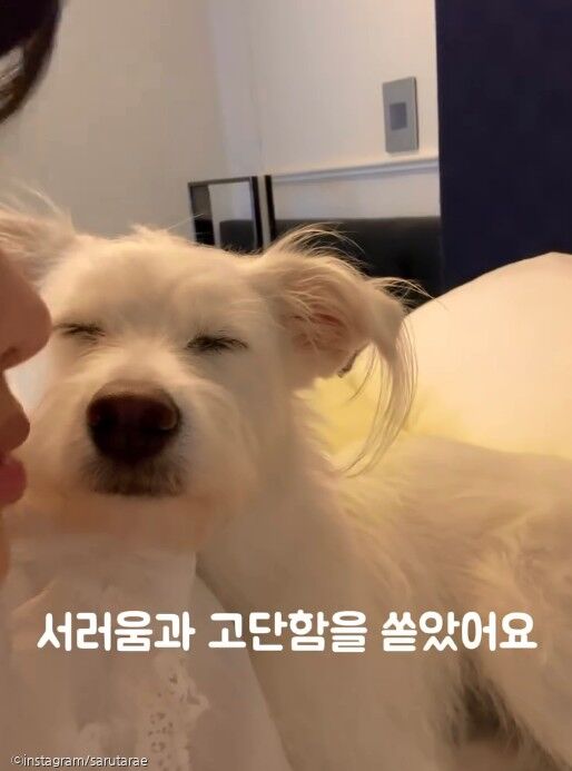 '임시 보호하면서 펑펑 울어..' 견주가 유기견 임보할 때 힘들었던 이유