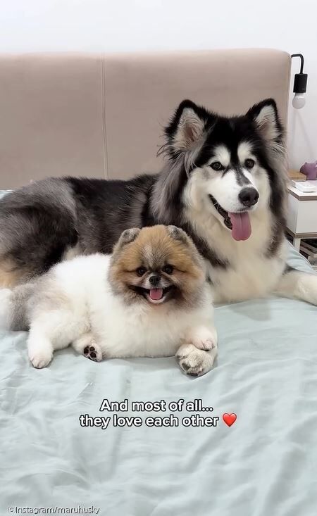 ⓒInstagram/maruhusky