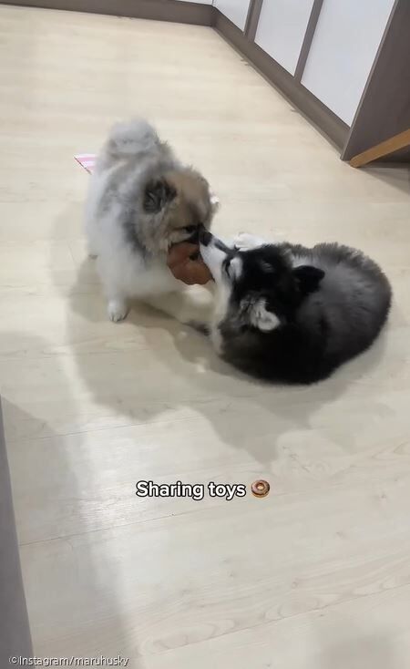ⓒInstagram/maruhusky