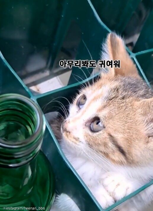 소주병 박스에 술병 말고 다른 것이...'잠시 아깽이좀 맡겼다옹'