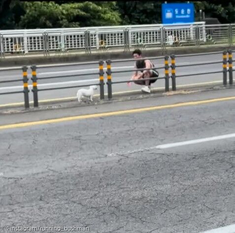 대천동에서 달리기 도중 차도 위에 앉아 있는 푸들 구조..'주인 연락주세요'
