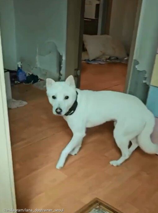 의정부 빈집에 홀로 남겨진 강아지..학대 의심에 집주인은 '방 빼라'