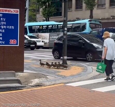 도심 한복판에서 길 잃어버린 오리 가족..시민들 너도나도 도와