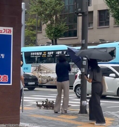 도심 한복판에서 길 잃어버린 오리 가족..시민들 너도나도 도와