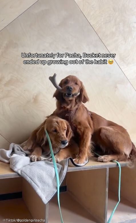 ⓒTiktok/@goldengirlpacha