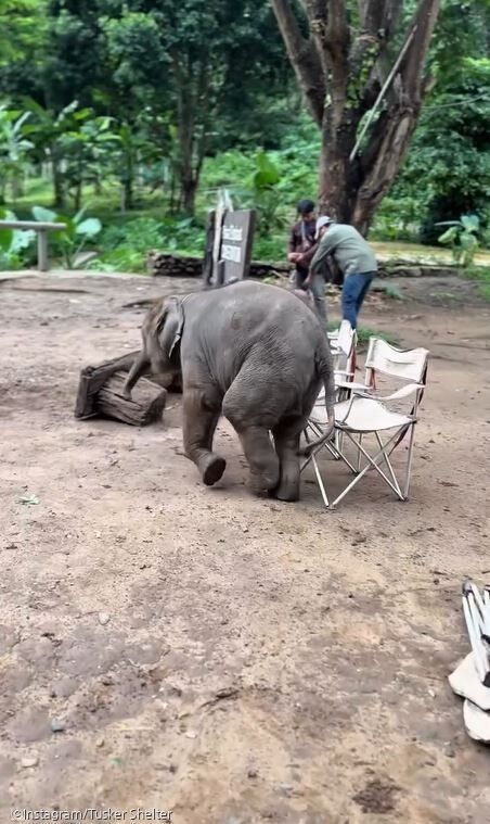 ⓒInstagram/Tusker Shelter