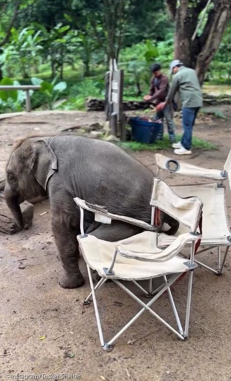 ⓒInstagram/Tusker Shelter