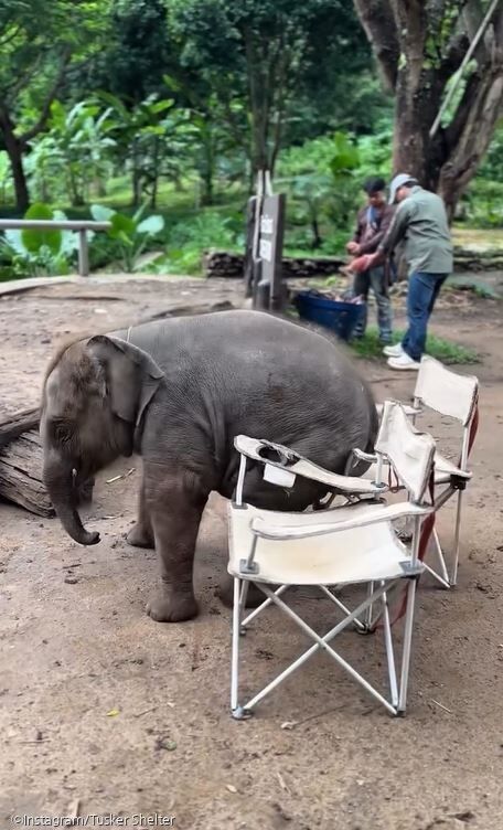 ⓒInstagram/Tusker Shelter