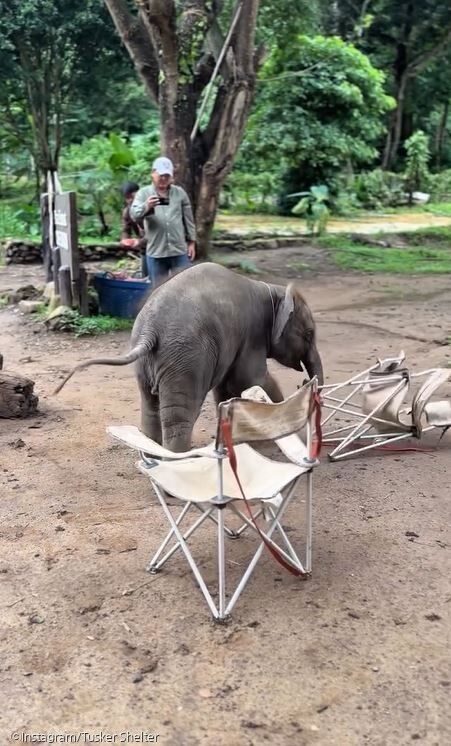 ⓒInstagram/Tusker Shelter