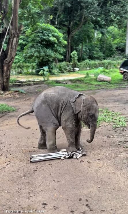 ⓒInstagram/Tusker Shelter