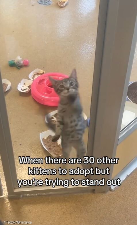 ⓒTiktok/@mcspca
