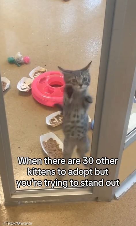 ⓒTiktok/@mcspca