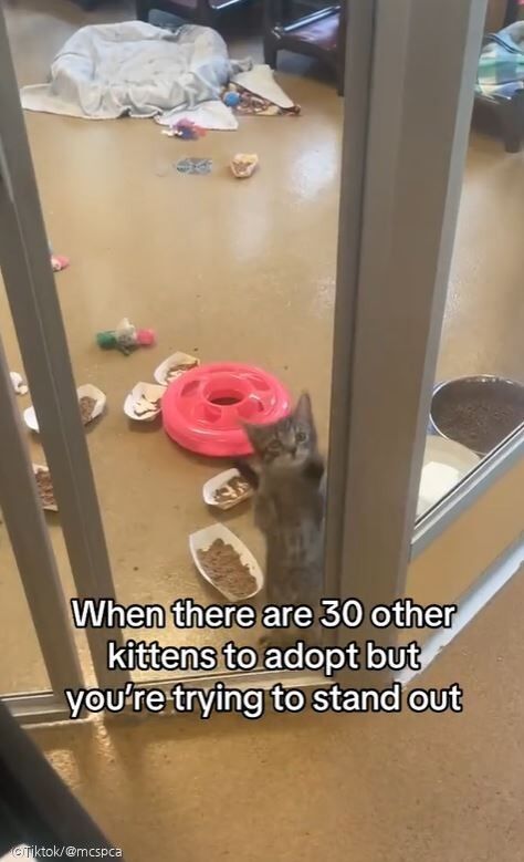 ⓒTiktok/@mcspca