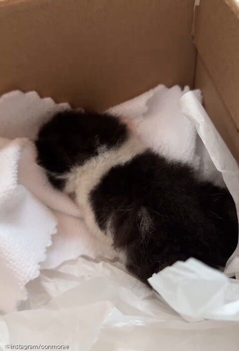 길에서 아기 고양이 데려왔더니..가장 신난 건 '우리 집 개'