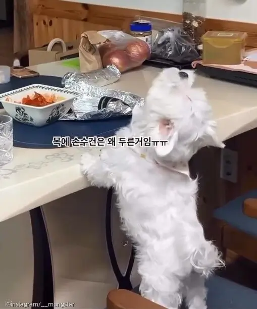 혼자 밥상 지키다 결국 서러움 폭발한 강아지 '오열'