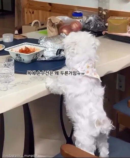 혼자 밥상 지키다 결국 서러움 폭발한 강아지 '오열'