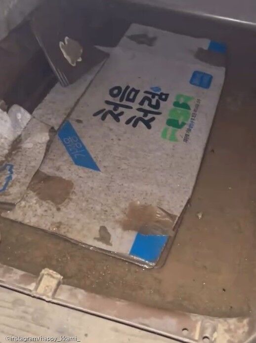 마당견 사료 가득 정체불명 '초콜릿 냄새'..반려동물 급여 금지