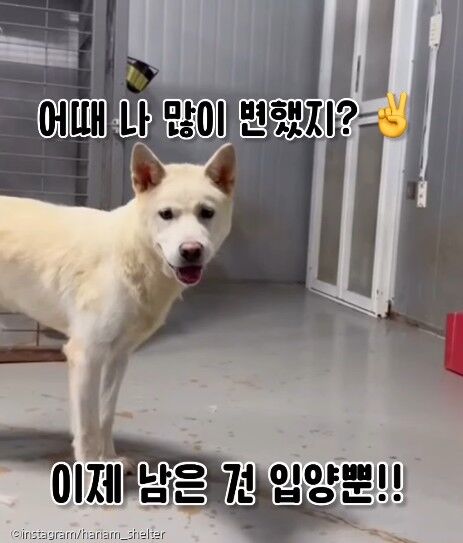 웃어야 입양가는데...항상 울상 짓던 강아지 '변하고 있어요'