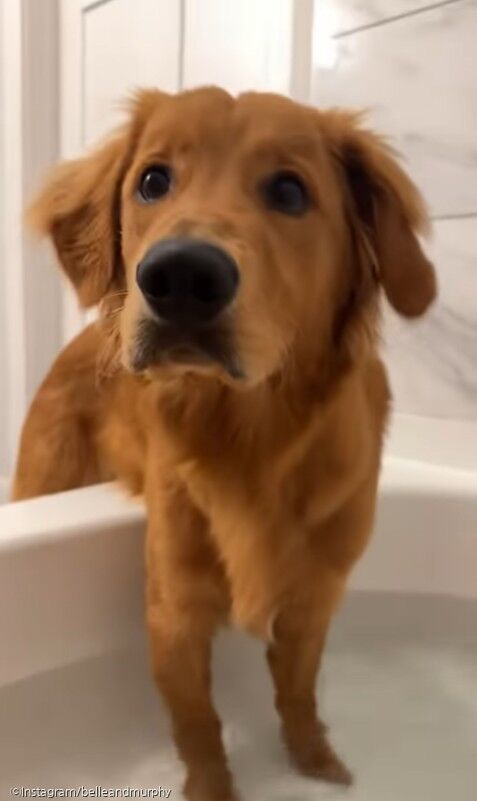 ⓒInstagram/belleandmurphy