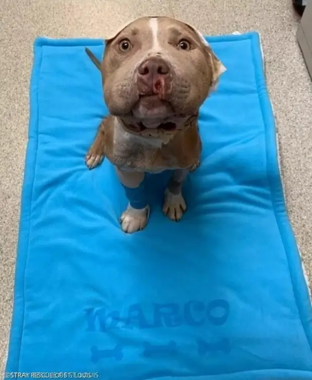 ⓒSTRAY RESCUE OF ST. LOUIS