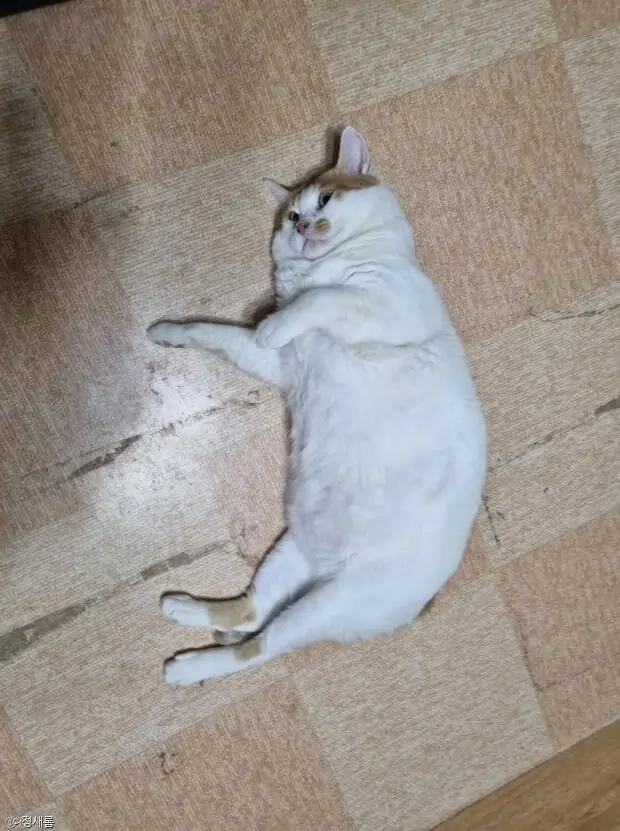 집사 사랑이 그대로 살이 된 편.....