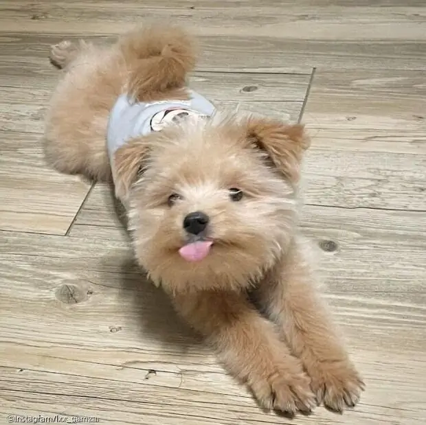 ⓒ노트펫