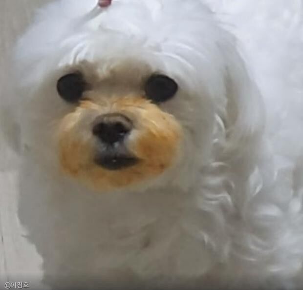 ⓒ노트펫