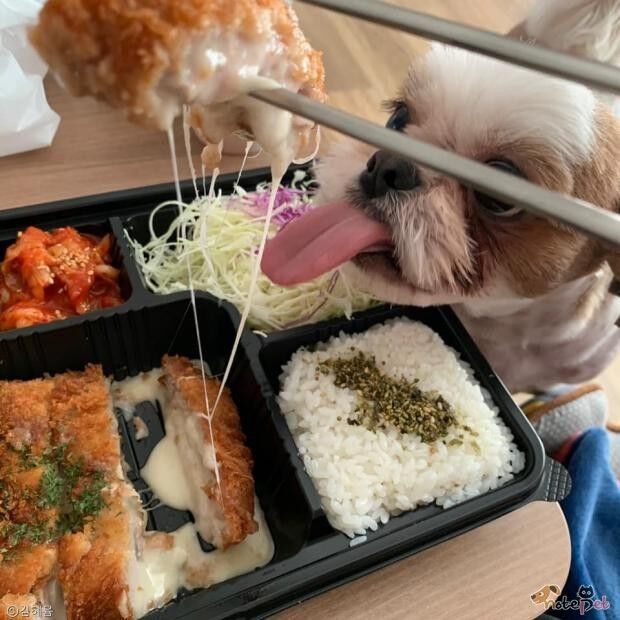 ⓒ노트펫