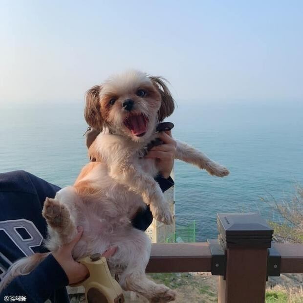 ⓒ노트펫