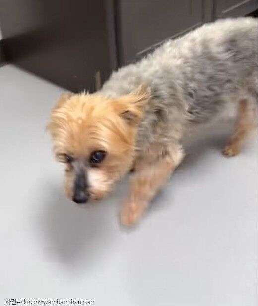 학대 경험으로 밥 급히 먹다가 그만 병원까지...그래도 먹는 게 좋은 강아지