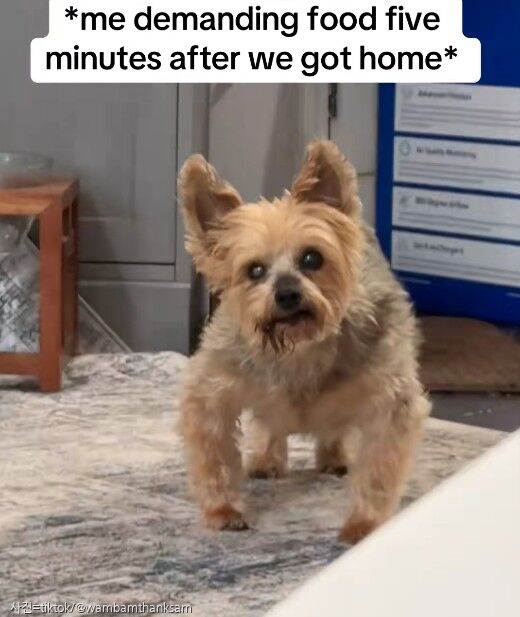 학대 경험으로 밥 급히 먹다가 그만 병원까지...그래도 먹는 게 좋은 강아지