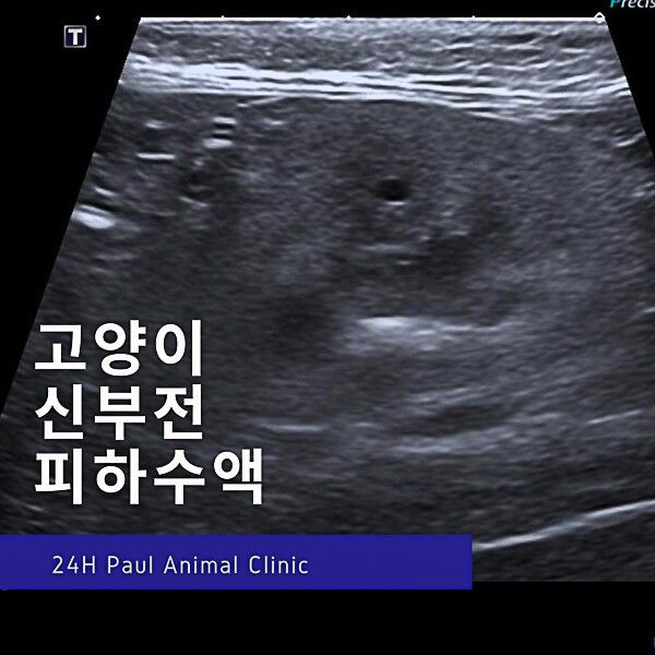 고양이 신부전 초기 증상과 치료 방법 알아보기