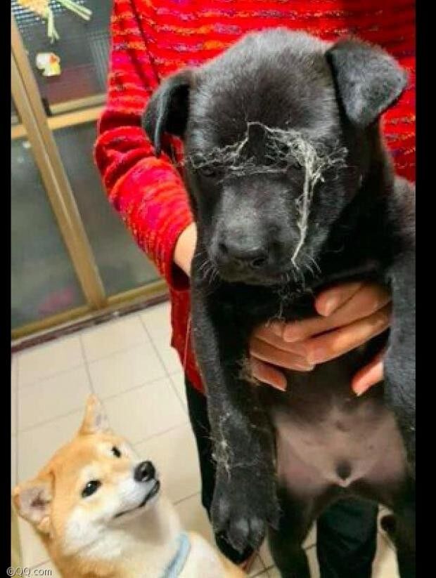 ⓒ노트펫
