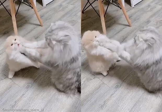ⓒ노트펫