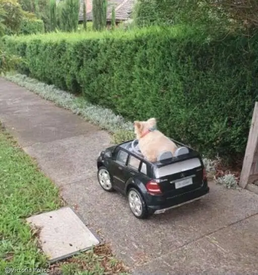 ⓒ노트펫