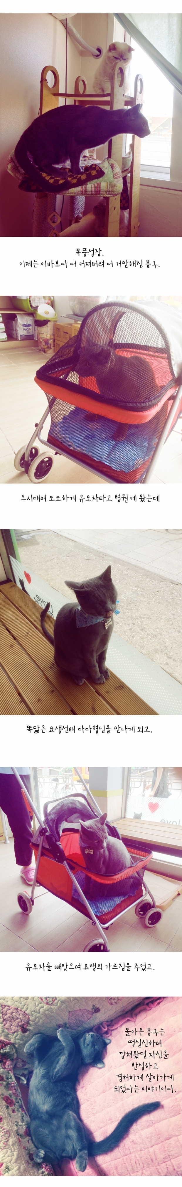 웹툰 이미지